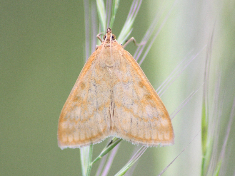 Sitochroa verticalis conferma